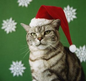 gatto di natale